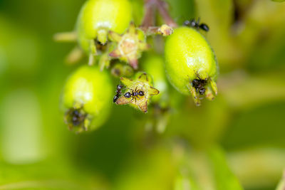 Close-up of insect on plant