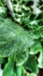 Close-up of water drops on leaf