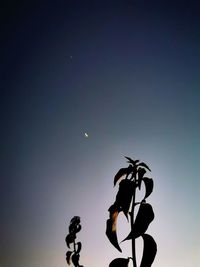 Low angle view of silhouette plants against sky at sunset
