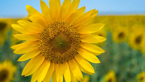 Close-up of sunflower