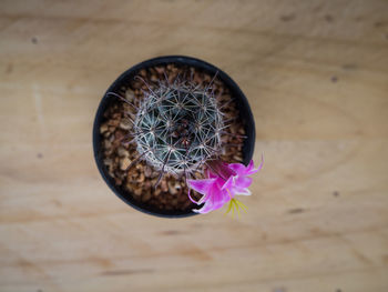 Directly above shot of potted plant on table