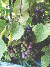 Close-up of grapes growing in vineyard