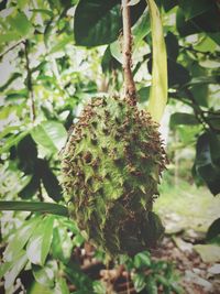 Close-up of fruits hanging on tree