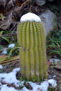 Close-up of cactus plant