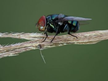 Close-up of fly