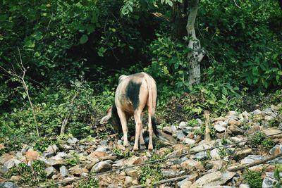 Horse grazing in a forest