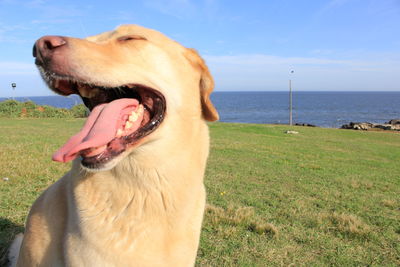 Close-up of dog by sea against sky