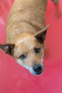 Close-up portrait of dog