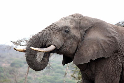 Side view of elephant