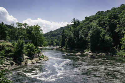 River flowing through forest