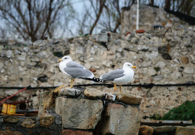 Seagulls friends