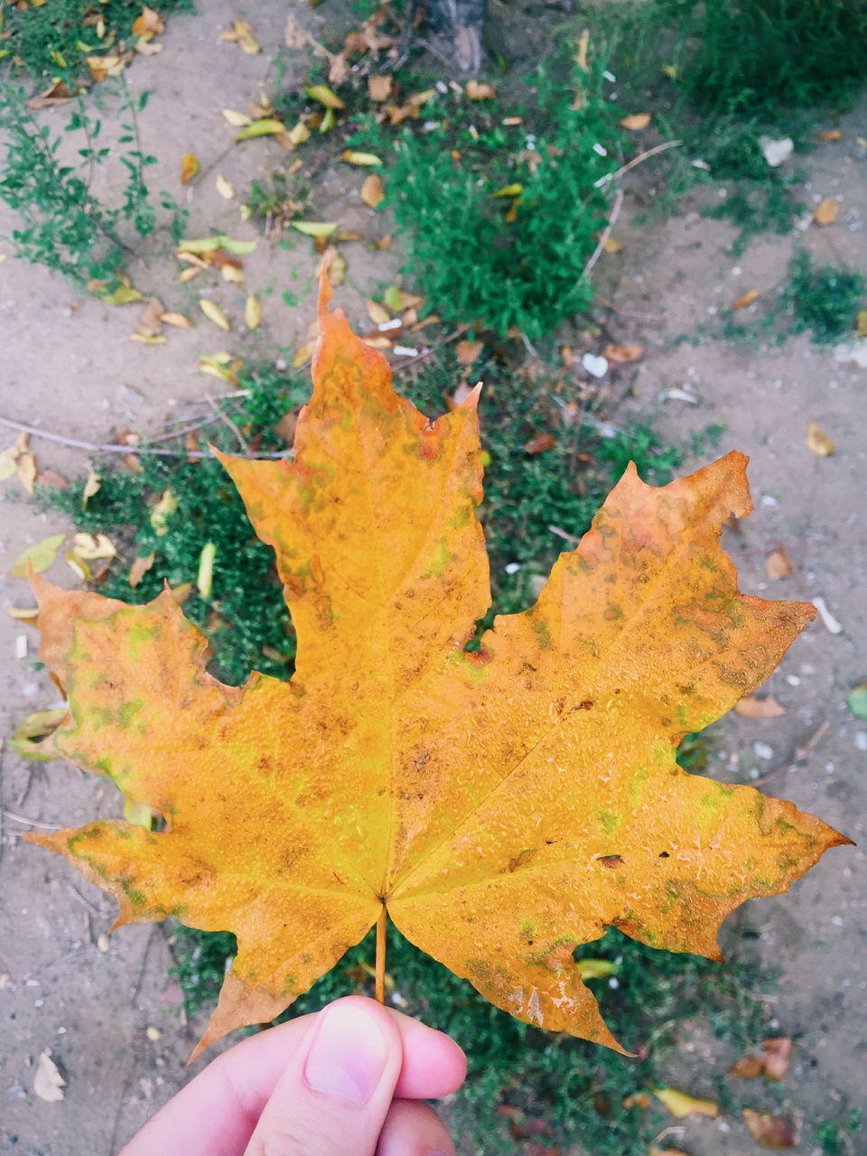 CLOSE-UP OF MAPLE LEAF ON YELLOW AUTUMN LEAVES