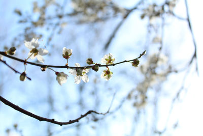 Low angle view of cherry blossoms against sky