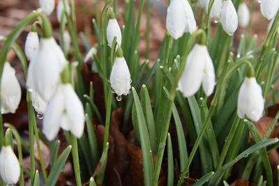 Close-up of white flowers