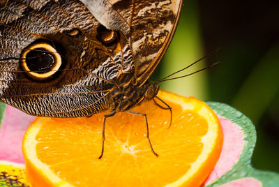 Close-up of butterfly