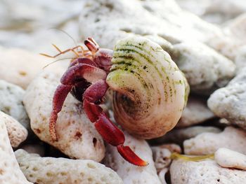 Close-up of crab on beach inside shell