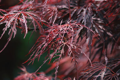 Close-up of dry leaves on tree