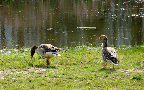 Geese on grassy by lake