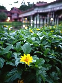 Close-up of yellow flowering plants