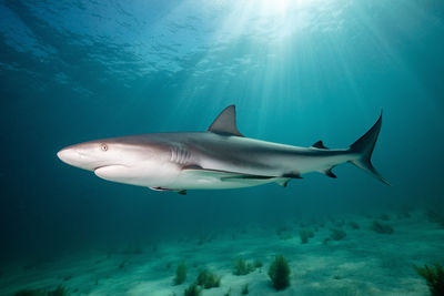 High angle view of shark swimming in sea, bahamas