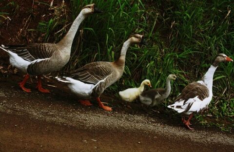 bird, animal themes, animals in the wild, duck, wildlife, mallard duck, togetherness, high angle view, flock of birds, medium group of animals, grass, goose, nature, animal family, duckling, field, young bird, outdoors, day