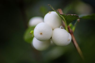 Close-up of fruits on tree