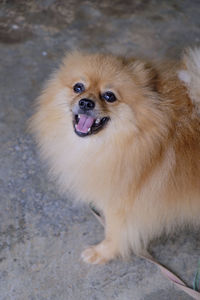 High angle portrait of a dog