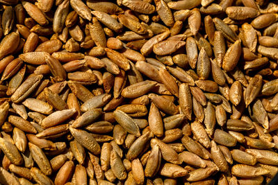 Wheat grain as background texture