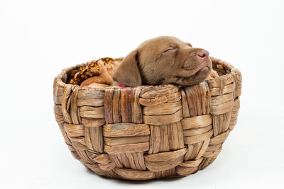 View of a dog sleeping on a basket against white background