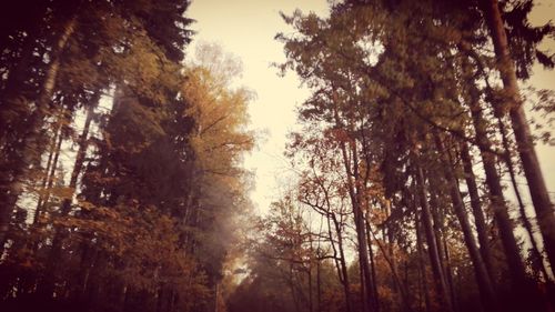 Low angle view of trees against sky