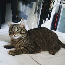 Portrait of cat lying on bed