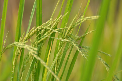 Close-up of wheat growing on field