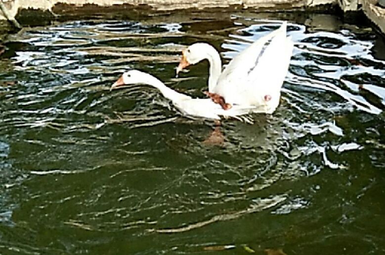 SWANS SWIMMING ON LAKE