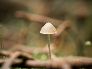 Close-up of mushroom growing on field