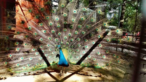 Close-up of peacock