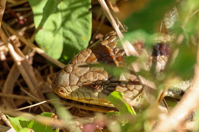 Close-up of frog on plant