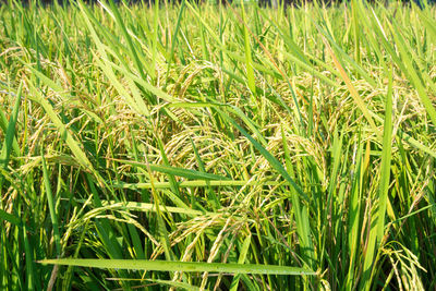 Full frame shot of crops on field