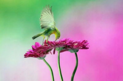 Close-up of bird perching on plant