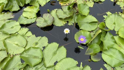 High angle view of lotus water lily on leaves