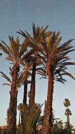 Low angle view of palm trees against sky