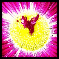 Macro shot of yellow flower