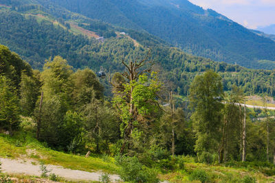 Scenic view of pine trees on mountain