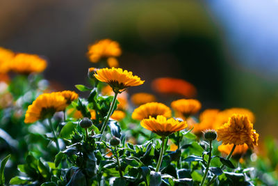 Close-up of yellow flowering plant