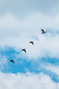 Low angle view of birds flying in sky