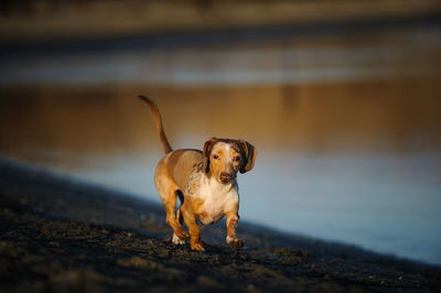 Dog on beach