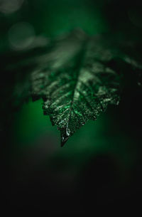 Close-up of wet leaf