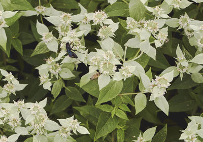 High angle view of insect on plant