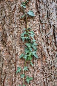 Close-up of lichen on tree trunk