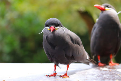 Close-up portrait of birds perching on wall