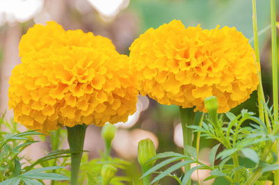 Close-up of yellow flowering plant